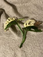 🌿 Rarität – Variegierte Monstera adansonii Steckling ✨