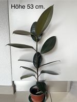 Gummibaum Ficus Elastica Höhe 53 cm gesunde Pflanze