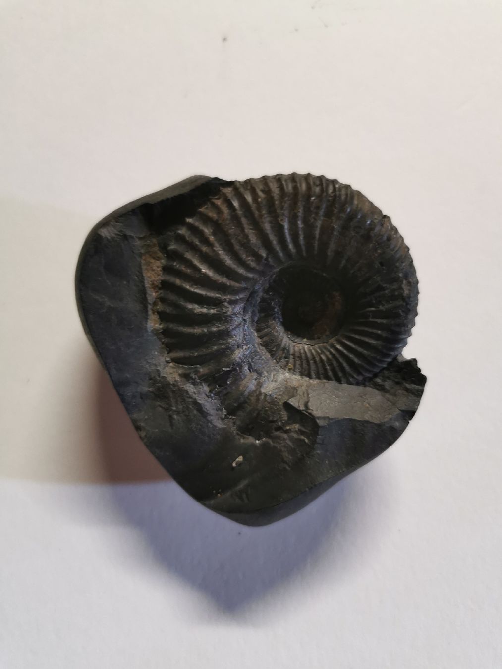 Fossilien: Fossile  noire environ 6 cm. – Gebraucht aus Bulle von pmcavalheiro