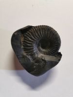 Fossile  noire environ 6 cm.