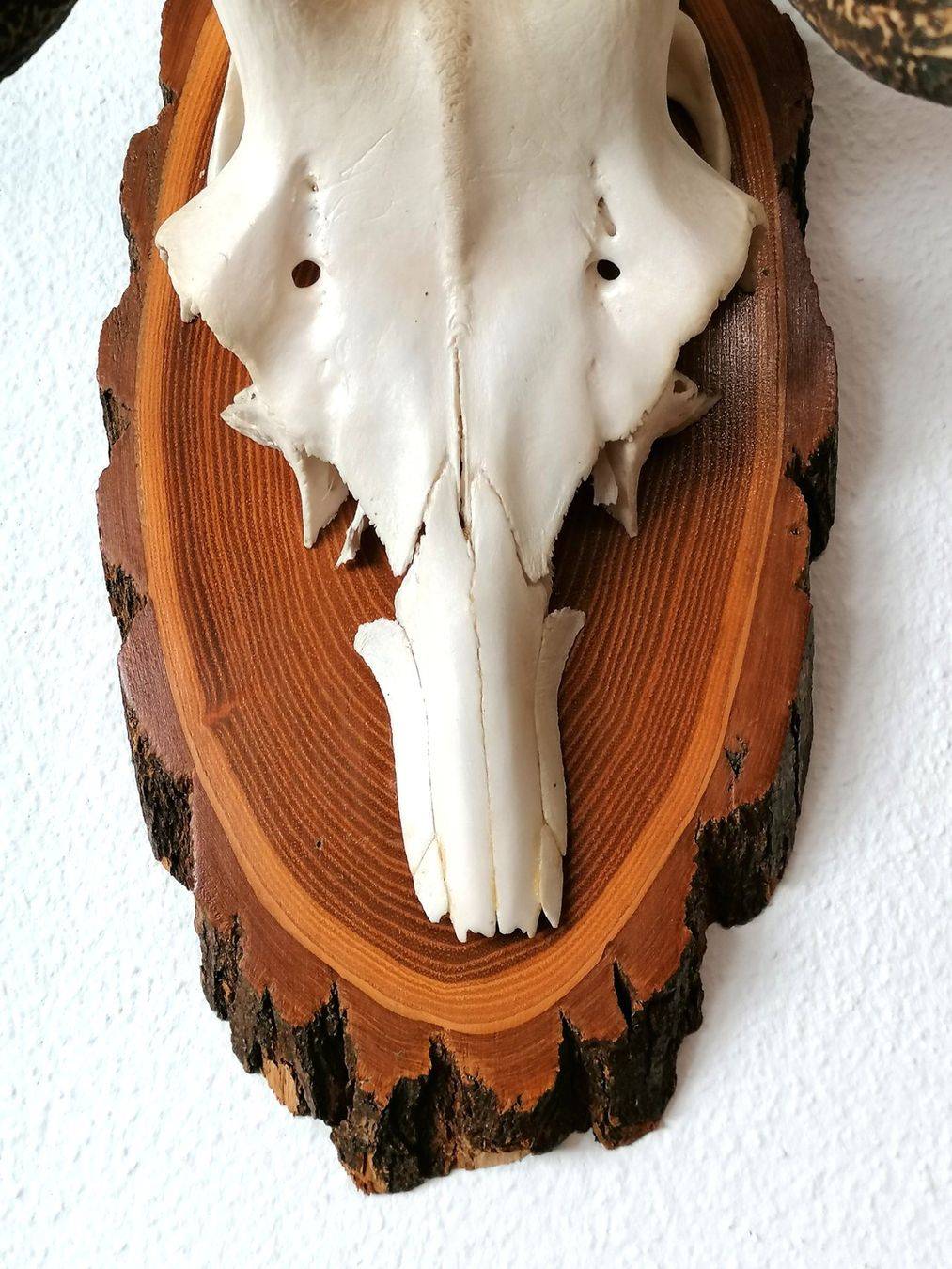 Altre raccolte & rarità: Hirsch Rothirsch Kronengeweih Geweih Trophäe – Usato da Reinach BL venduto da fliegenrolli 7