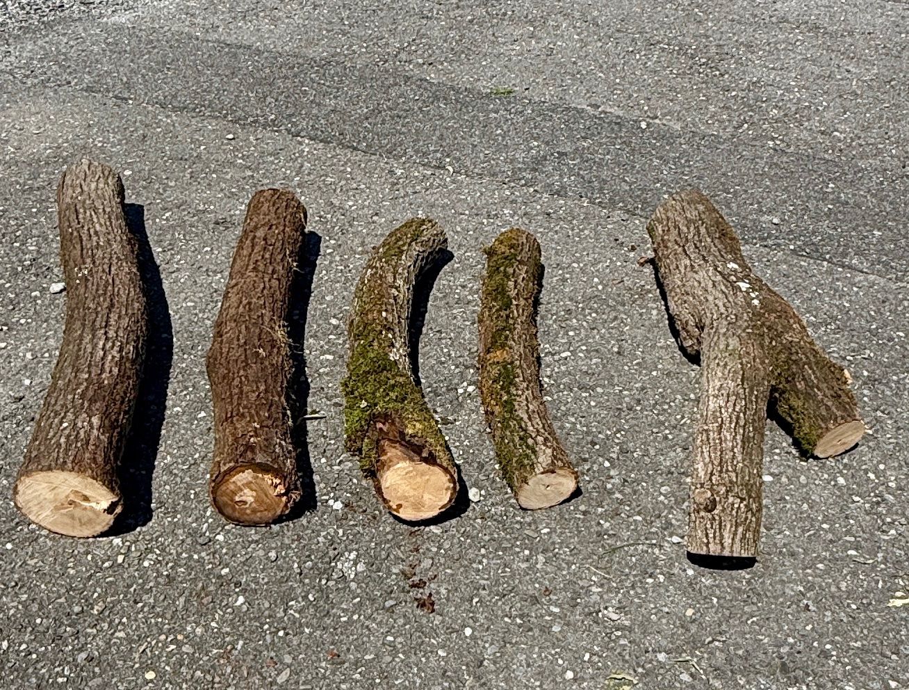 Holzartikel: 5x Schweizer Linde Berner Oberland Baumstamm – Gebraucht aus Heiligenschwendi von Bgb623 5