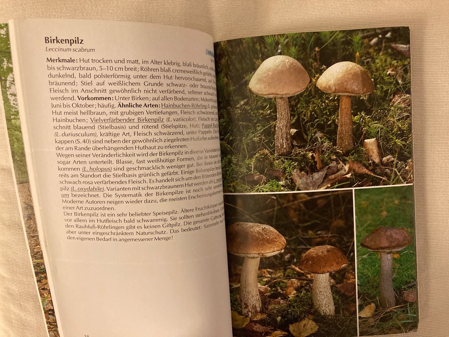 Libri: BLV-Bestimmungsbuch Pilze, mit Faltplan – Usato da Baden venduto da Yoyo1 3