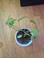 Raphidophora tetrasperma (Monstera minima) - Pot terreau 