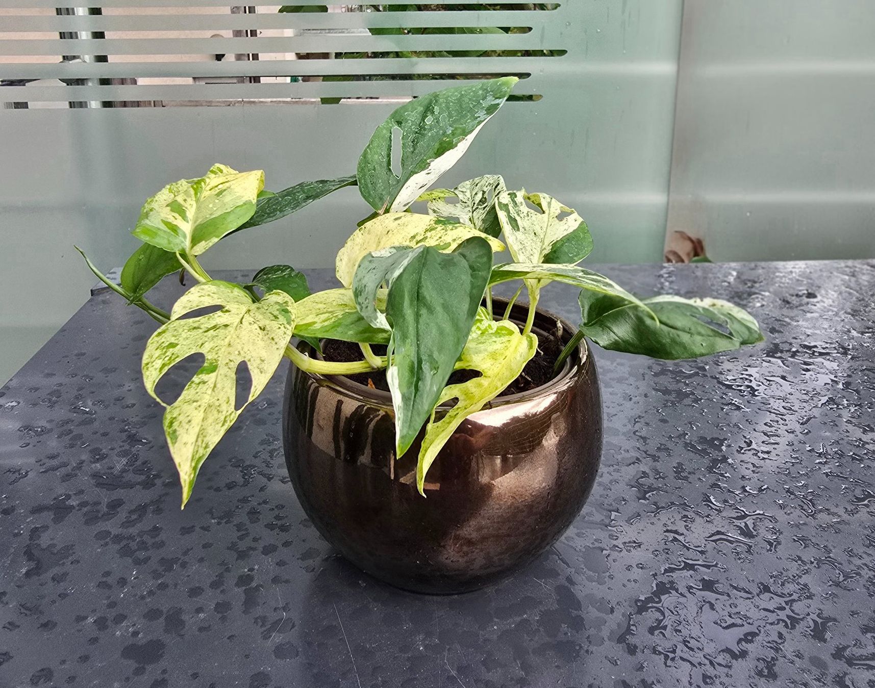 Pflanzen & Samen: Hübsche Epipremnum 'Marble' Variegata Inkl. Übertopf – Gebraucht aus Aarburg von Glitzerschein 3