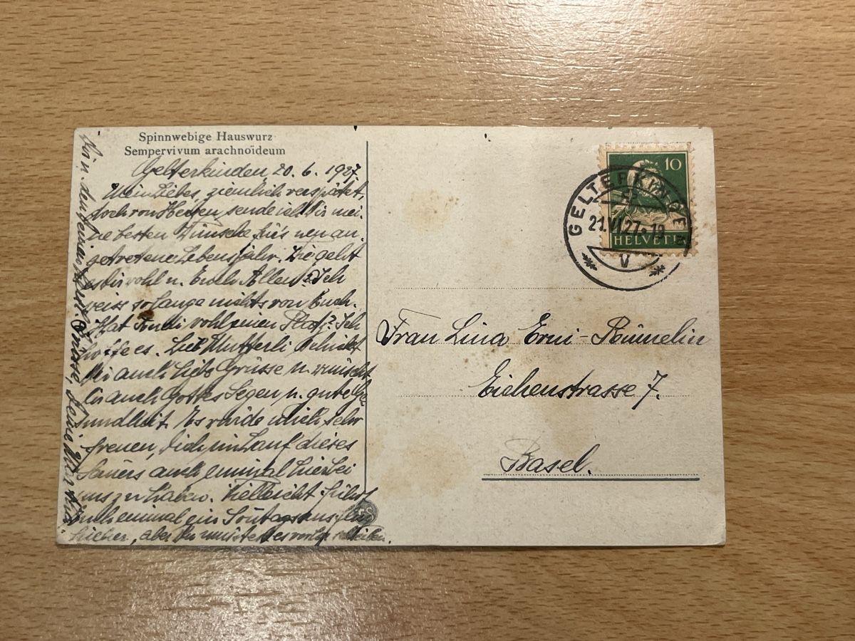 Cartoline postali: Alte Ansichtskarte, Sempervivum arachnoideum, 1937 Basel – Usato da Hinwil venduto da Chuan2 1
