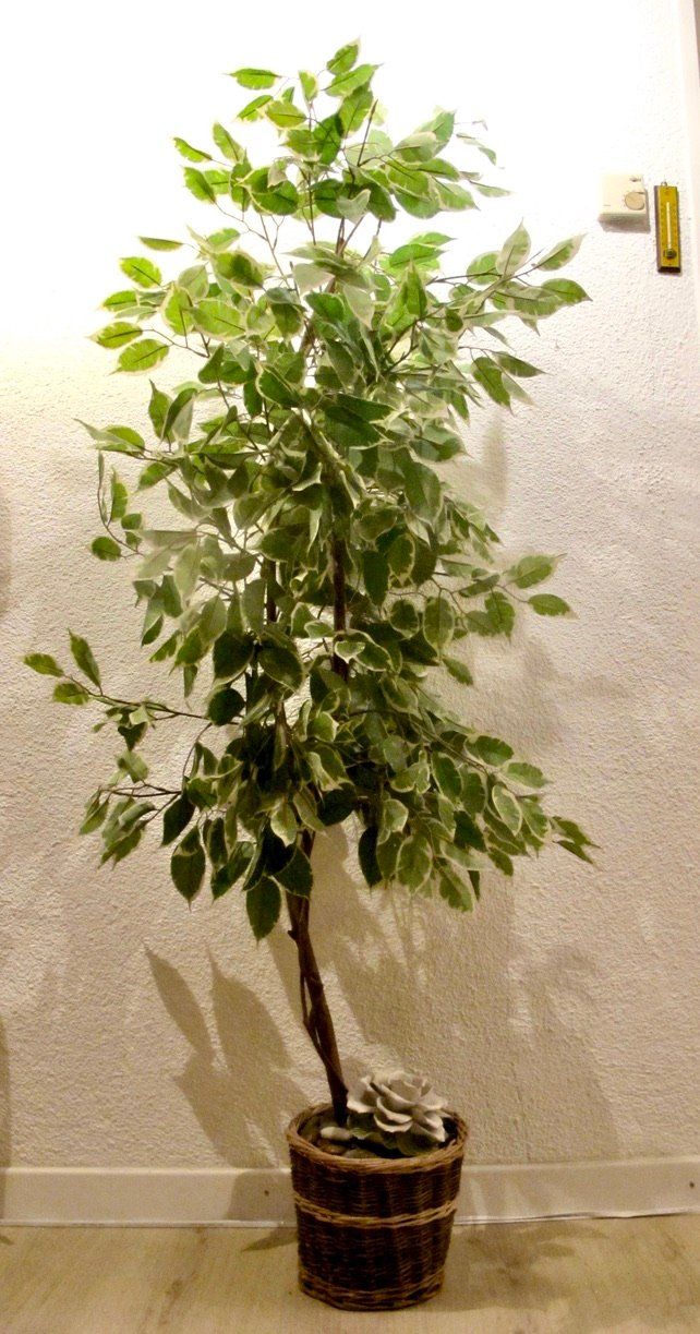 Piante & sementi: Kunstbaum Ficus Benjamini Deko Pflanze Baum – Usato da Wil ZH venduto da Arbolero 1