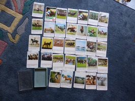 Quartett,Reitsport,Military,Trab,Fahrsport,Dressur,Hindernis