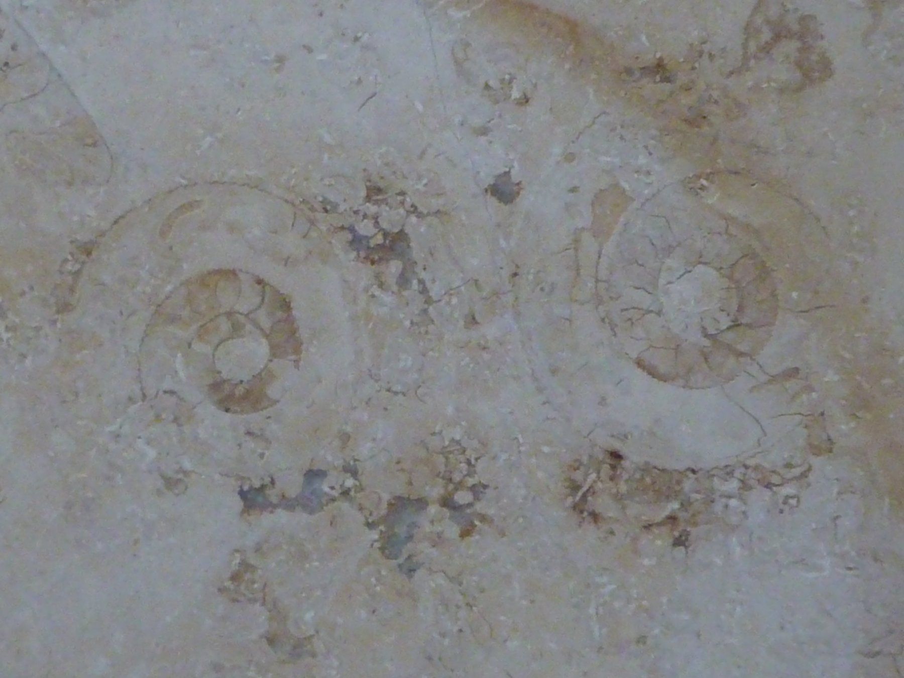 Fossili: Kalksteinplatte mit Ammoniten – Usato da Triengen venduto da Nussbaum14 1