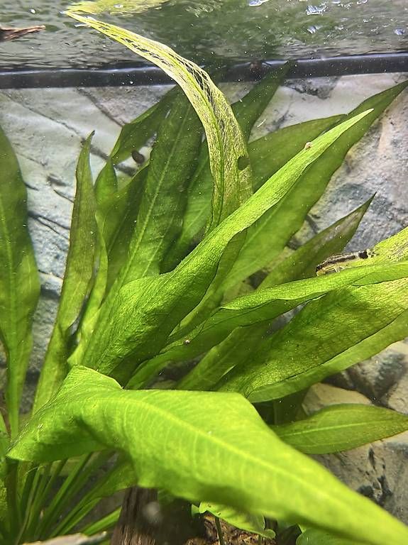 Piante & sementi: Echinodorus XL Süsswasserpflanze – Usato da Heerbrugg venduto da Jaspis_87 2
