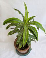 Dracaena*Lemon Drachenbaum*****