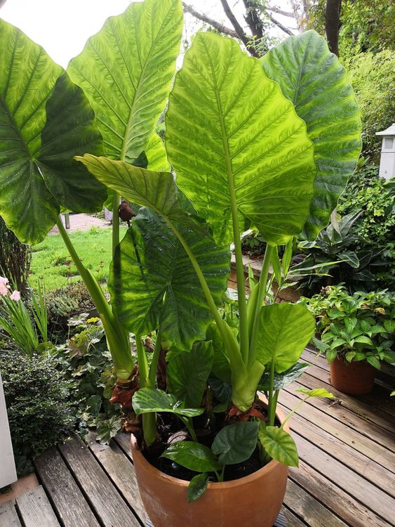 Elefantenohr Alocasia Kaufen auf Ricardo