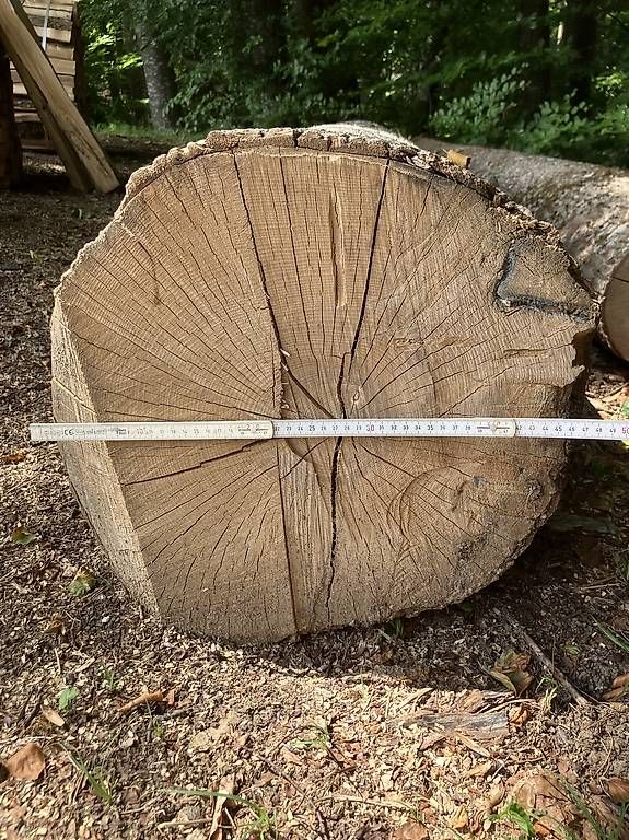 Holzartikel: Eschenstämme – Gebraucht aus Schalchen von kel_xr7s 2
