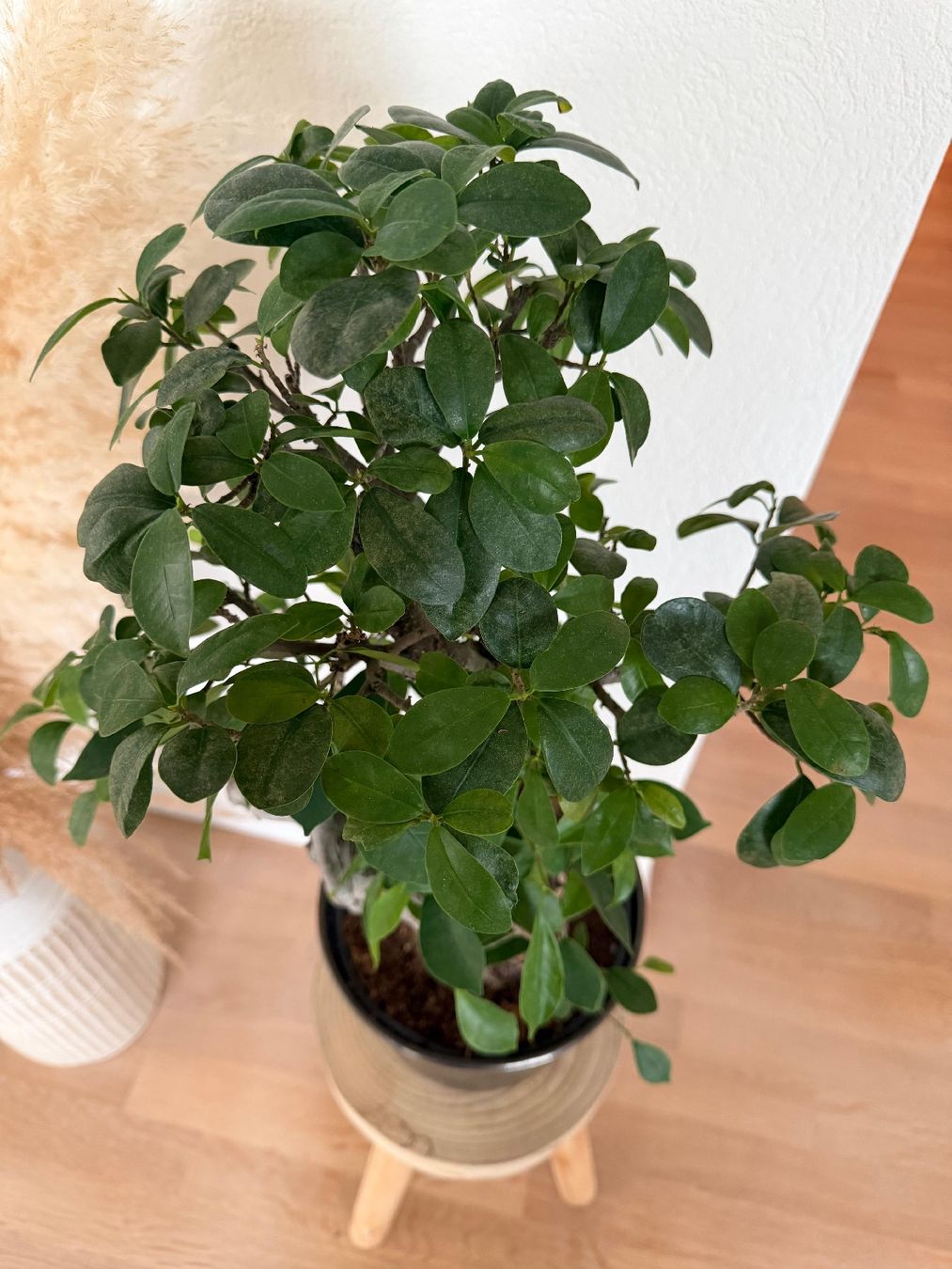 Piante & sementi: Ficus Ginseng Pflanze im Topf – Nuovo (secondo la descrizione) da Rümlang venduto da ricardean 2
