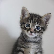 Profile image of kat_j2cs