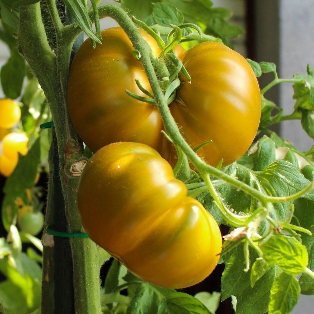 Pflanzen & Samen: 30 Samen AUNT RUBY GERMAN GREEN Tomate – Neu (gemäss Beschreibung) aus Ehrendingen von VerveinaSamen 6