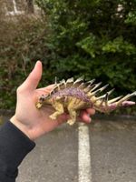 Seltener Kentrosaurus Dinosaurier, Top Zustand, Dino
