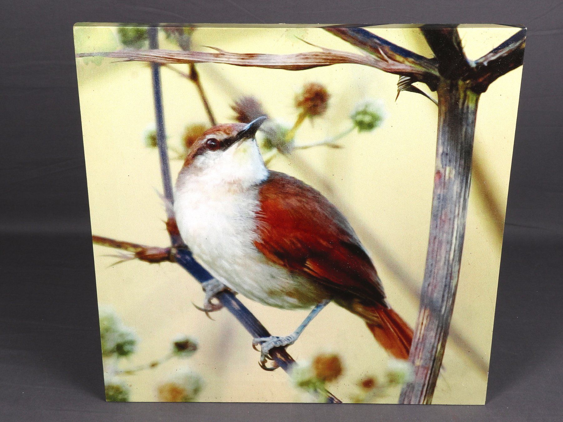 Posters & Illustrations: VOGELBILD – D'occasion à Steinen par Restwert_Steinen