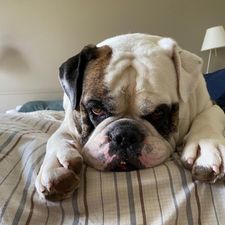 Profile image of BulldoggBen9