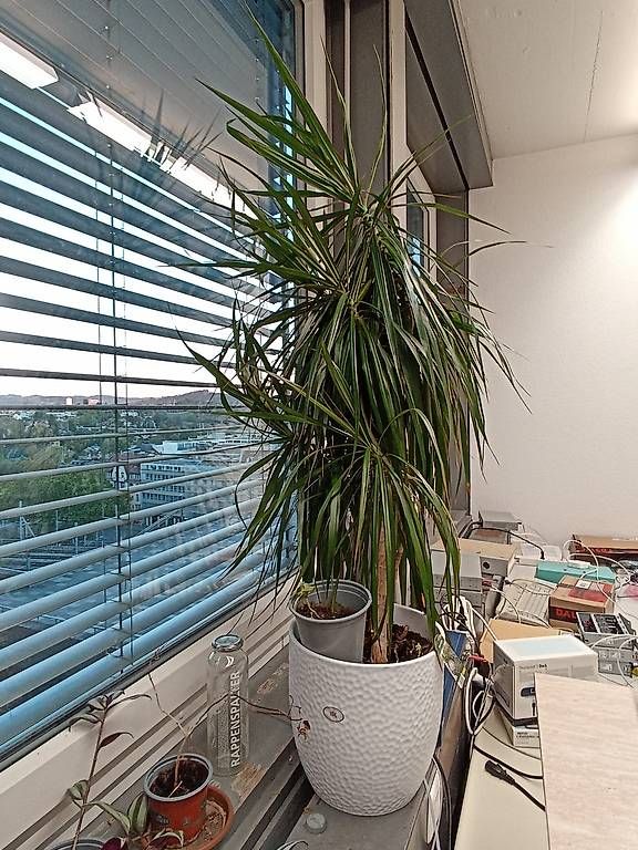 Pflanzen & Samen: Baum im Topf – Gebraucht aus Bern von ali_x5lx