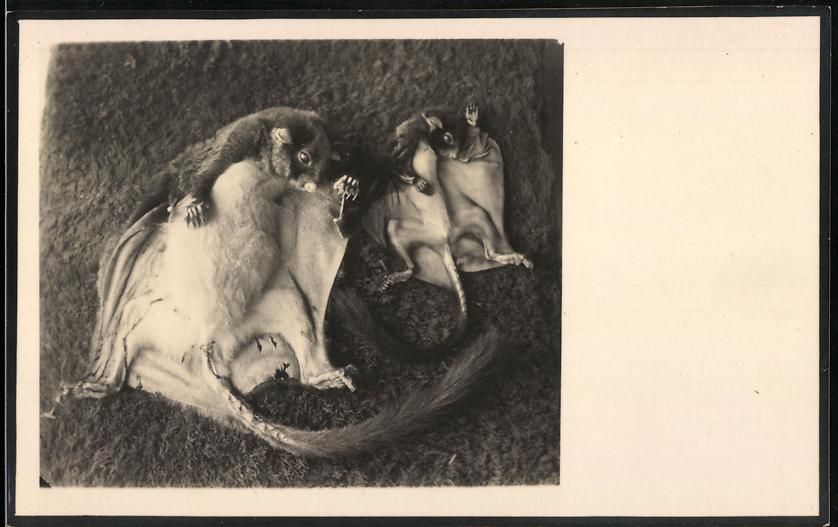 Fotografie & Manifesti: Fotografie Flughörnchen Mutter und Kind – Usato da Berlin venduto da bartko-reher