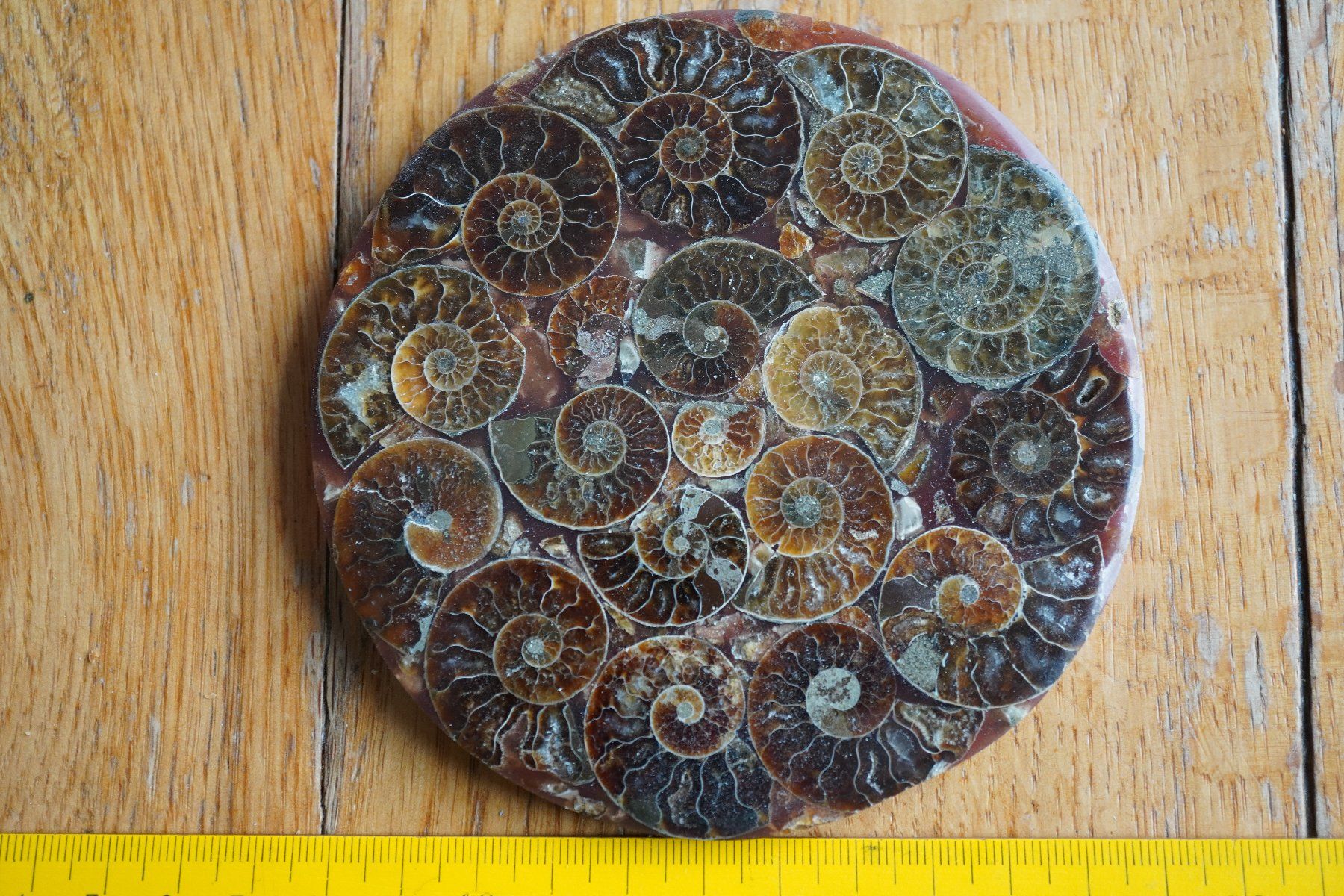 Fossili: Ammonit  Platte      Sammlerstück  ca 11cm  Diverse – Nuovo e nell'imballaggio originale da Eschenbach SG venduto da craniums 5