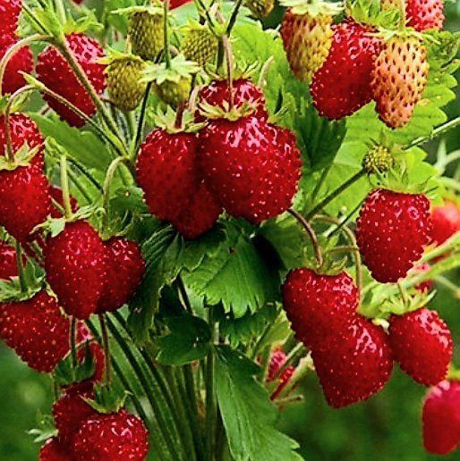 Pflanzen & Samen: 100 SAMEN SIESSE MONATS ERDBEERE‪ – Neu und originalverpackt aus Rovio von POSITIFFARTandPLANTS 3