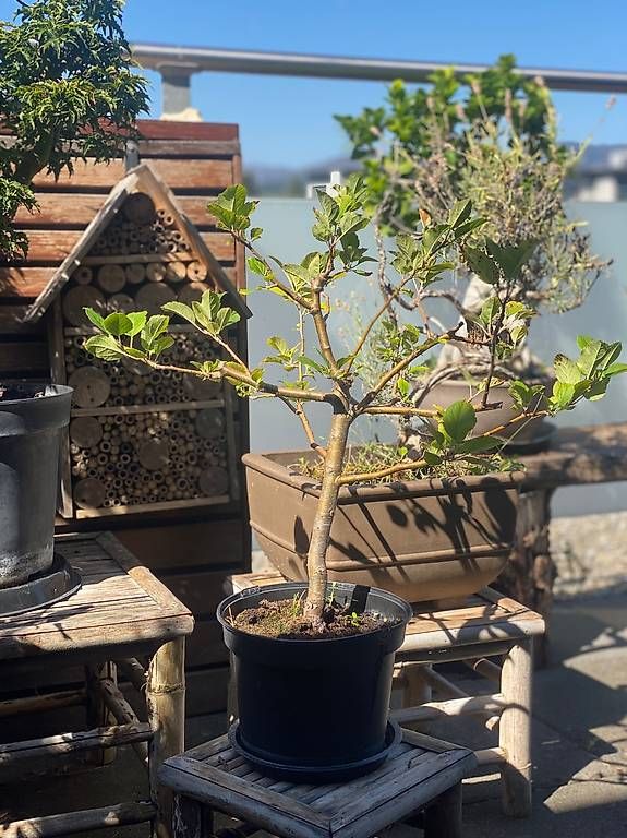 Plantes & graines: Apfelbaum – D'occasion à Aarau Rohr par Sergiomendez
