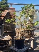 Apfelbaum