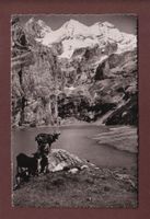 OESCHINENSEE - Ziege - Blümlisalp - 1948