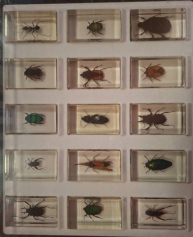Welt der Tiere: Collection d'insectes dans résine  – Gebraucht aus Dorénaz von did_cc7v 3