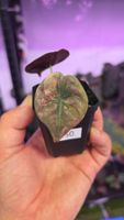 Alocasia Cuprea latte peach variegata