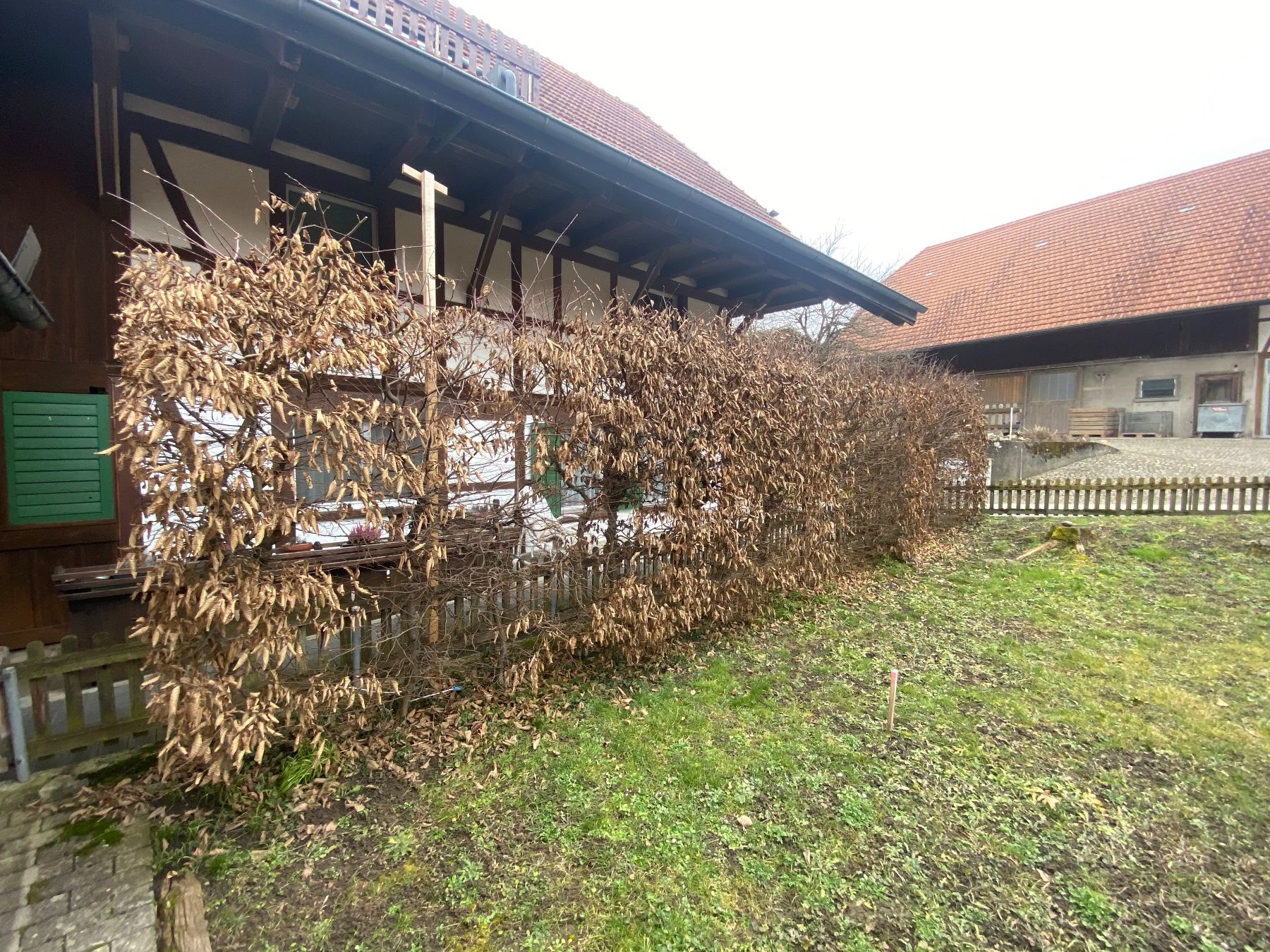 Piante & sementi: hecke / sichtschutz / buche / laub – Usato da mühleberg venduto da Nothelle