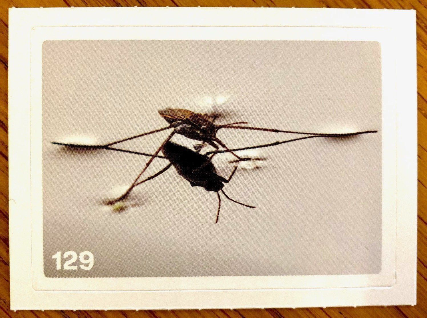 Migros Carte collezionabili: Migros Nature Detectives - Bild Nr. 129 – Nuovo (secondo la descrizione) da Oberrieden venduto da Zimmerberg10