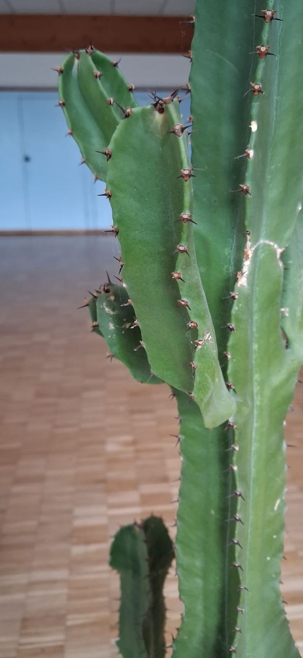 Piante & sementi: Joli cactus – Usato da St-Maurice venduto da happy.family 1
