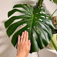 Large Monstera Deliciosa Plant 💚✨