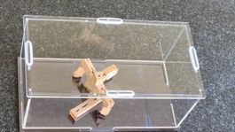 Plexiglas / Acrylbox für Gegenstände zum Ausstellen