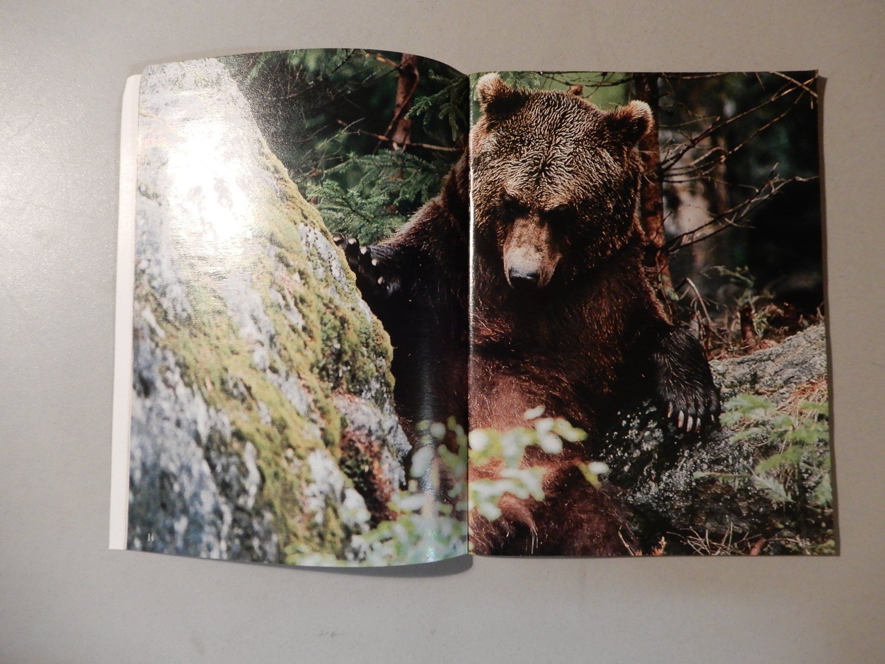 Libri: Bärenschicksal - Schweizer Tierschutz STS – Usato da Erstfeld venduto da Mario_boe0 5