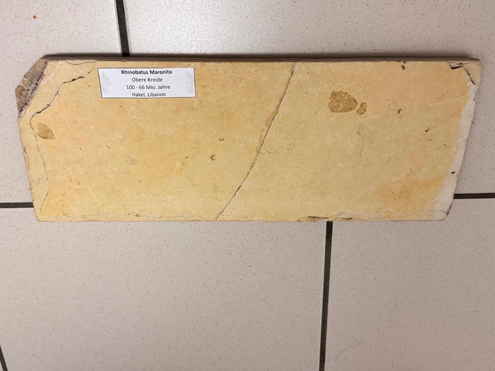 Fossili: Fossil - Rinobatus maronita – Usato da Biel/Bienne venduto da nimmes 5