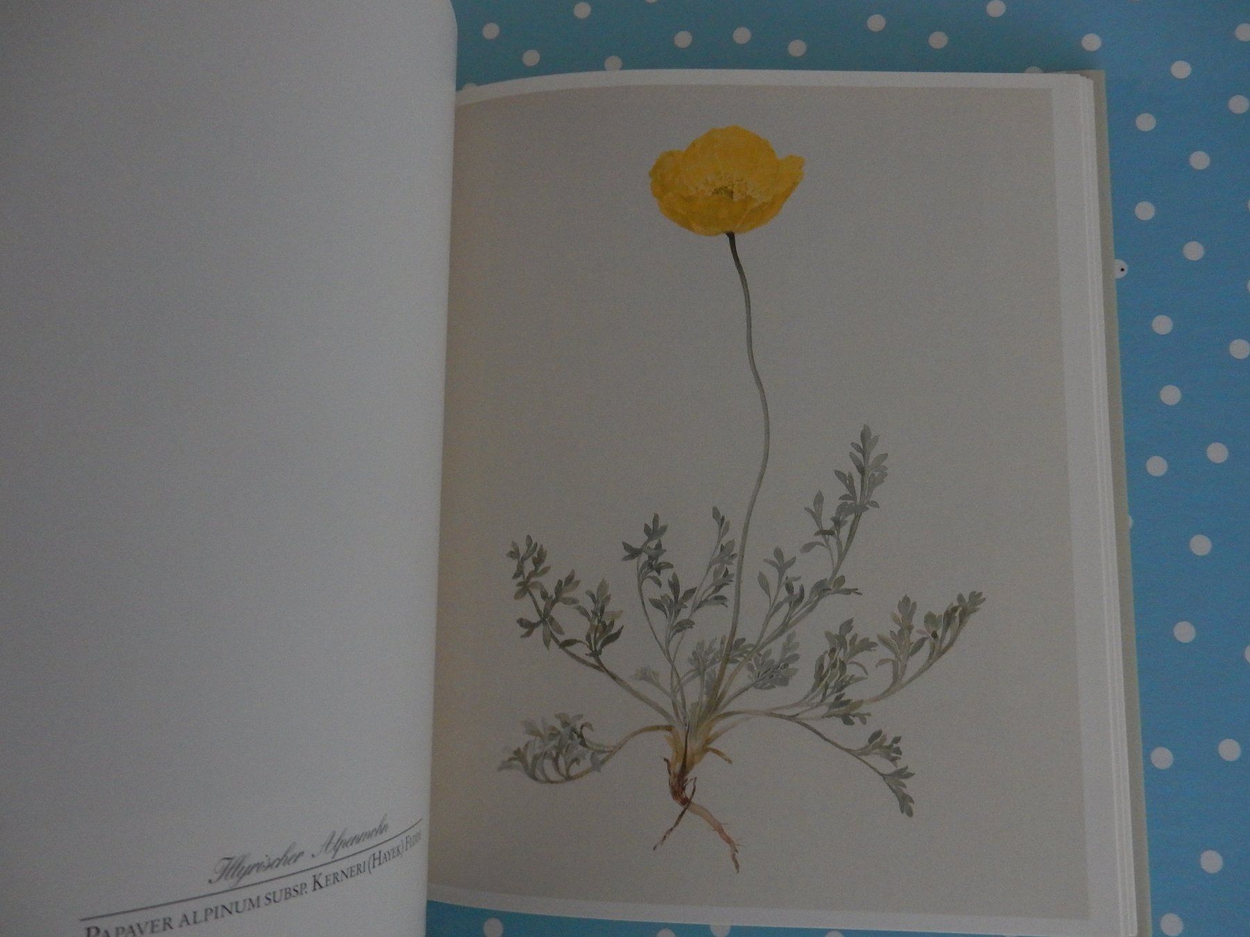 Bücher: M. Daffinger Alpenblumen Aquarelle wunderschönes Blumenbuch – Neu (gemäss Beschreibung) aus Jona von JOberg_25 5
