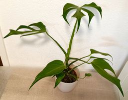 Monstera Burle Marx Flame