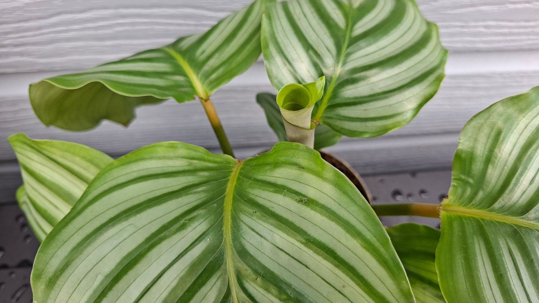 Plantes & graines: Calathea orbifolia – D'occasion à Les Brenets par glo_267f 3