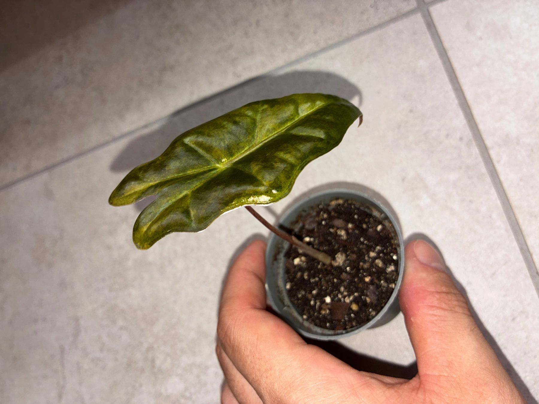 Piante & sementi: Alocasia Pseudo Sanderiana Aurea – Nuovo (secondo la descrizione) da Alchenflüh venduto da Timmmsen 1