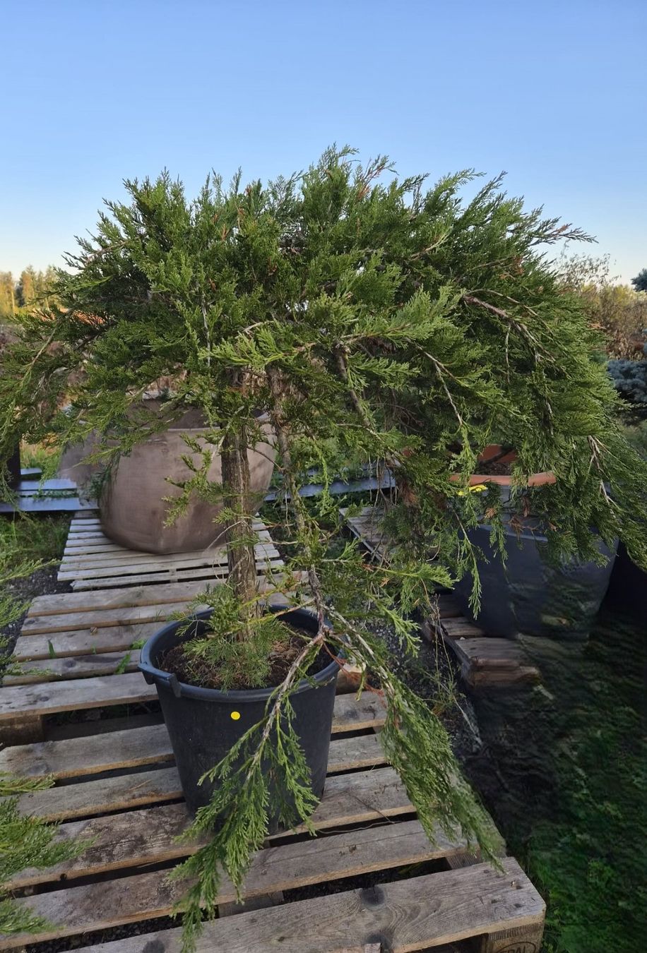 Piante & sementi: Juniperus ‘Mint Julep’ – Usato da Forch venduto da WeberC