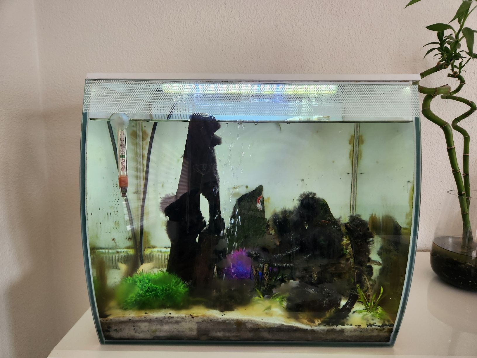 Aquarium: Aquarium Fluval Flex – Gebraucht aus Ottenbach von gia_bw75