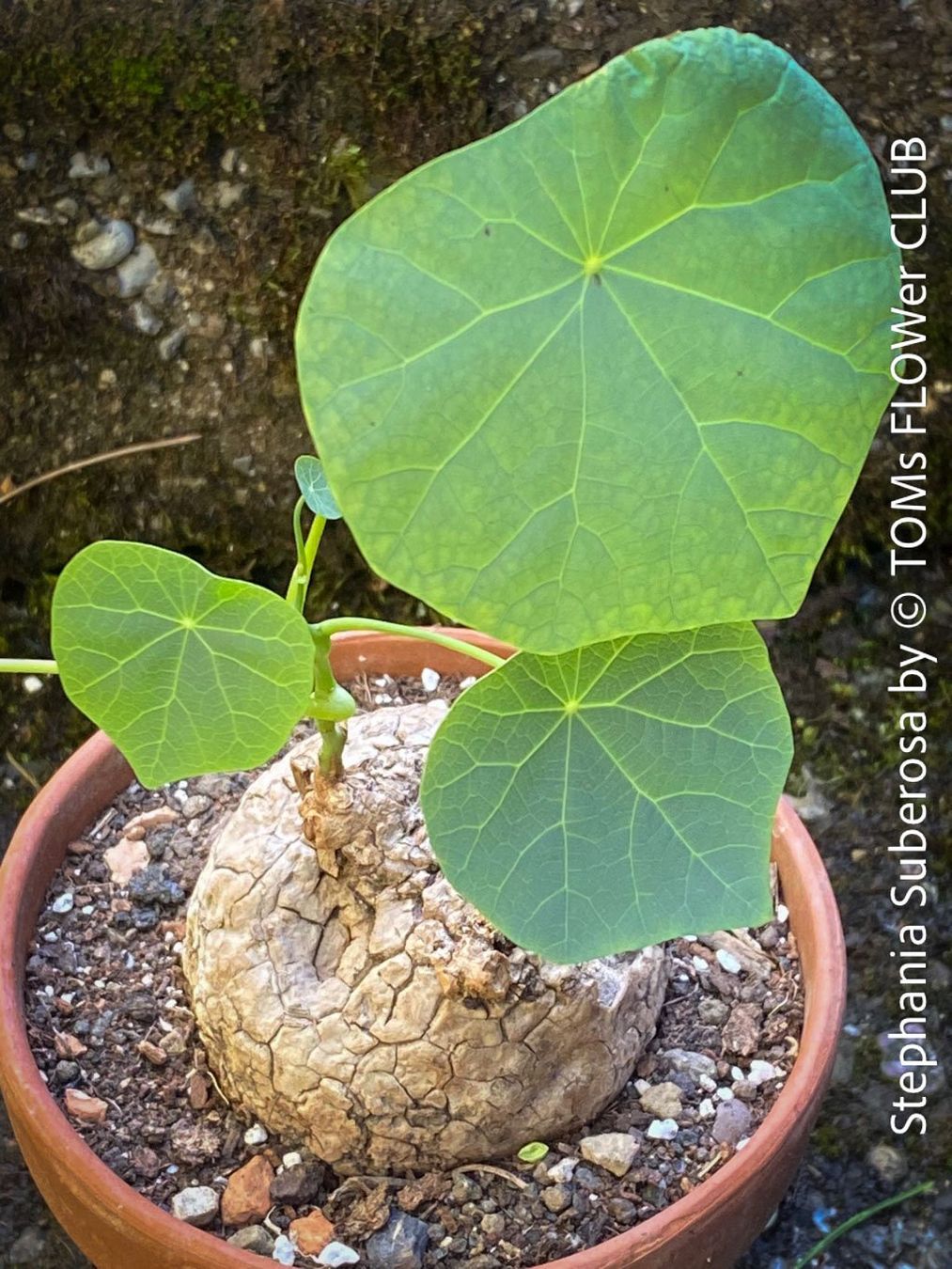 Piante & sementi: Stephania Suberosa - eine einzigartige Caudex-Pflanze – Nuovo e nell'imballaggio originale da Adliswil venduto da TAKEYOURPLANT 1