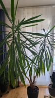 Zimmerpflanze Yucca Palme gross guter Zustand