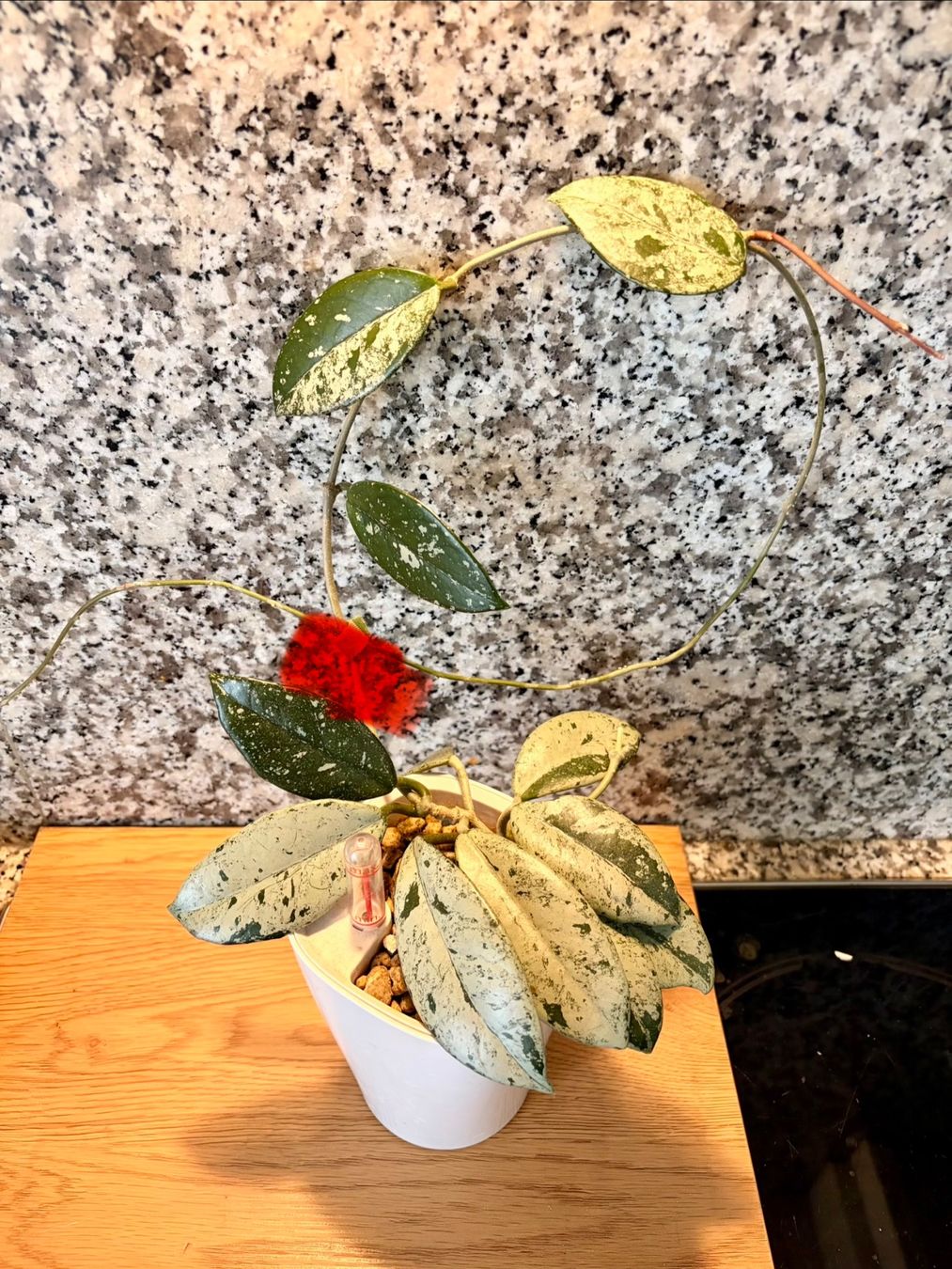 Piante & sementi: Hoya carnosa WILBUR GRAVES – Usato da Kaiseraugst venduto da dka_b97z