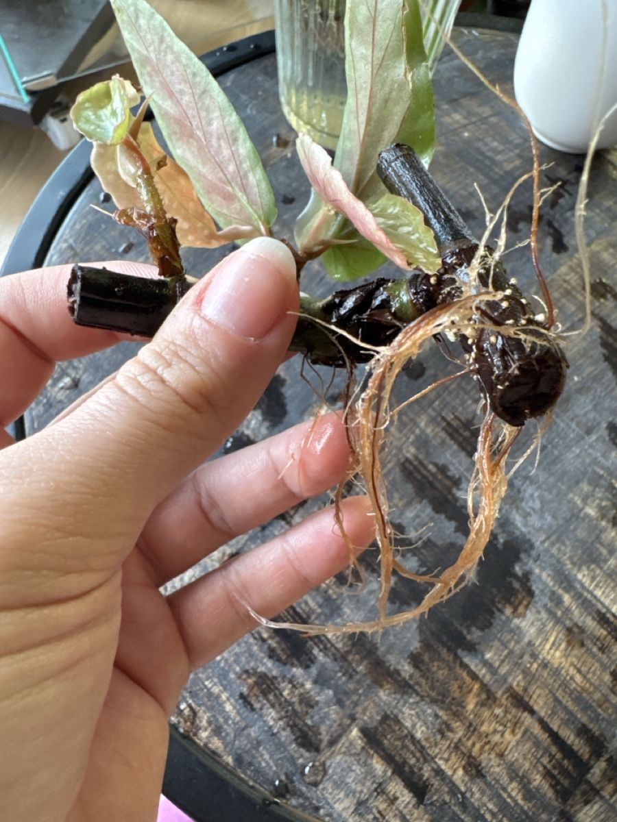 Plantes & graines: Begonia Maculata Ableger – D'occasion à Villnachern par Lommy 2
