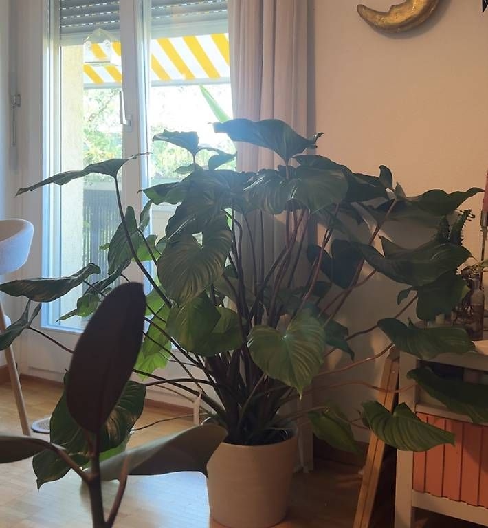 Piante & sementi: Zimmerpflanze Homalomena 'Maggy' – Usato da Liebefeld venduto da Je_la 1